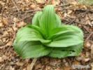 Veratrum Nigrum Extract(Jesslie@Snowlotusbiotech.Com)